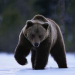 Brown Bear Walking in Snow