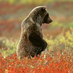 ---bear-wallpapers-750