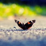 ---black-butterfly-photos-7286