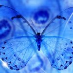 ---blue-butterfly-13789