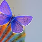 blue-butterfly-2880x1800-macro-hd-3552