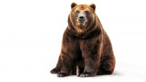 brown-bear-2560x1600-hd-6766