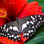 butterfly-2560x1440-bright-red-hibiscus-bloom-3503