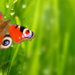 butterfly-2560x1440-drops-spring-green-4k-3728