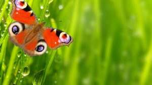 butterfly-2560x1440-drops-spring-green-4k-3728