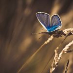 ---butterfly-cornfield-120