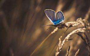 ---butterfly-cornfield-120