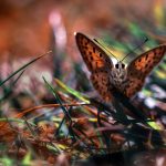 ---butterfly-nature-macro-photo-7520