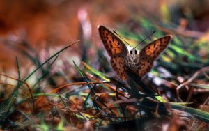 ---butterfly-nature-macro-photo-7520