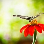 ---butterfly-on-red-flower-7522