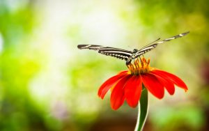 ---butterfly-on-red-flower-7522