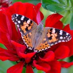 ---butterfly-red-flower-7523