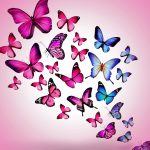 ---butterfly-wallpapers-838