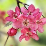 ---crabapple-blooms-14262