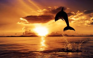 ---dolphin-in-sunset-8402