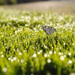 ---grass-sunrise-butterfly-9411