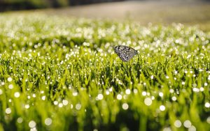 ---grass-sunrise-butterfly-9411