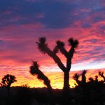 ---joshua-tree-sunset-15441