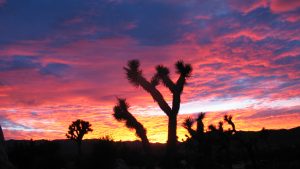 ---joshua-tree-sunset-15441