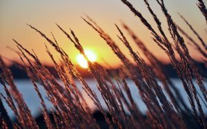 ---lakeside-sunset-grass-4441