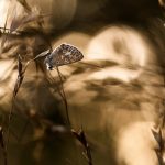 ---nature-butterfly-15905