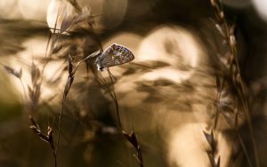 ---nature-butterfly-15905