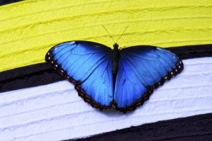 ---papillon-butterfly-16151