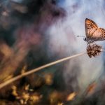 ---plant-butterfly-macro-bokeh-11271