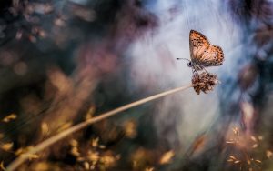 ---plant-butterfly-macro-bokeh-11271