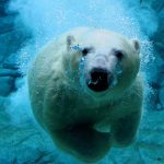 ---polar-bear-11289