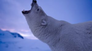 polar-bear-2560x1440-roaring-4k-6120