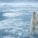 Polar Bear, Nordauslandet, Svalbard, Norway