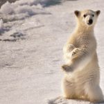 ---polar-bear-baby-5244