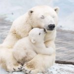 polar-bears-1920x1200-cub-4k-3837