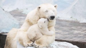 polar-bears-1920x1200-cub-4k-3837