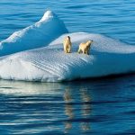 ---polar-bears-on-ice-1351