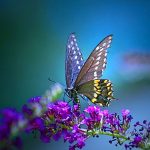 ---pretty-butterfly-wallpapers-16275