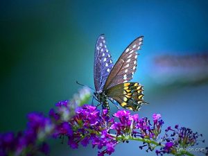 ---pretty-butterfly-wallpapers-16275