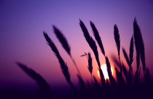 ---purple-sunset-5305