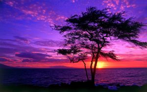 ---purple-sunsets-16332