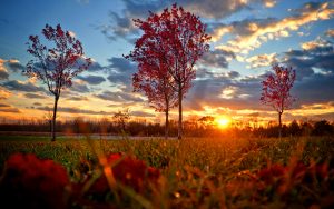 ---red-autumn-sunset-16390