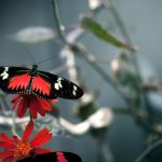 ---red-black-butterfly-11521