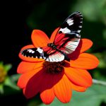 ---red-flower-butterfly-11542