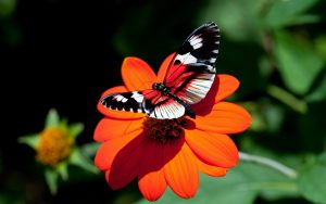 ---red-flower-butterfly-11542