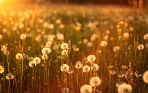 ---sunset-dandelions-field-nature-12298