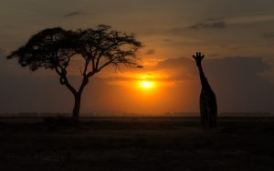 ---sunset-giraffe-tree-photo-16850