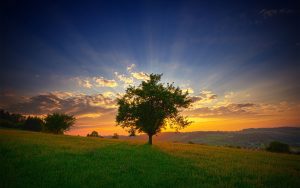 ---the-tree-and-the-sunset-wallpaper-16948