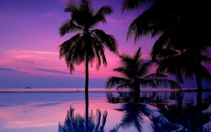 ---tropical-purple-sunset-17005