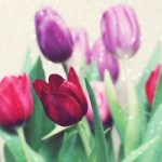 ---beautiful-tulips-flowers-7159