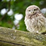 ---bird-close-up-owl-7252